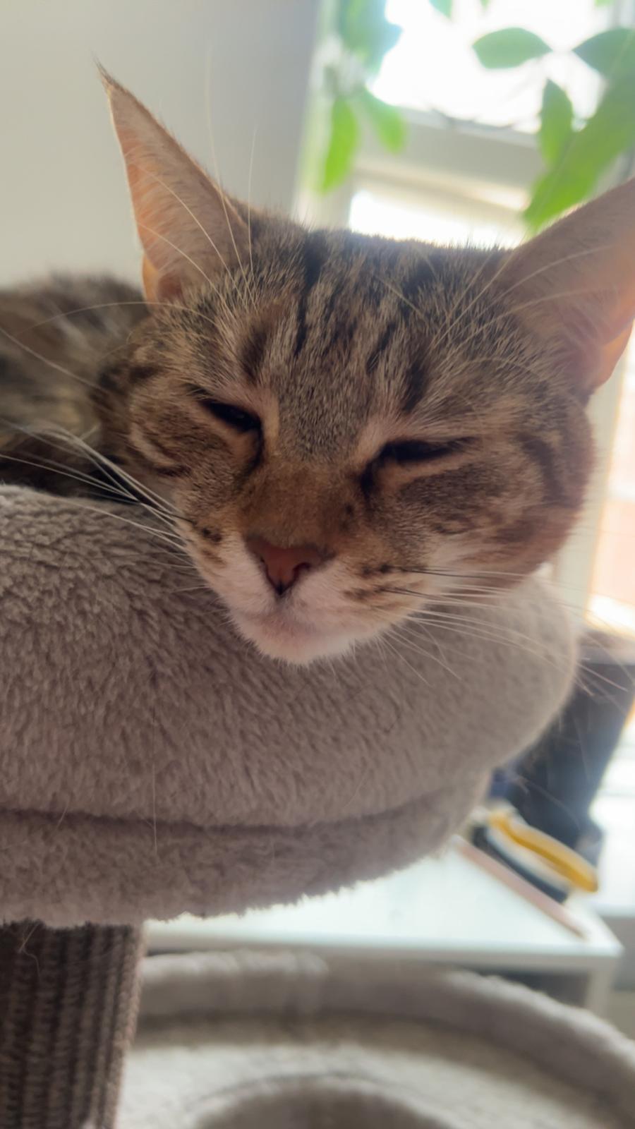 Huskat Qiqi billede 20