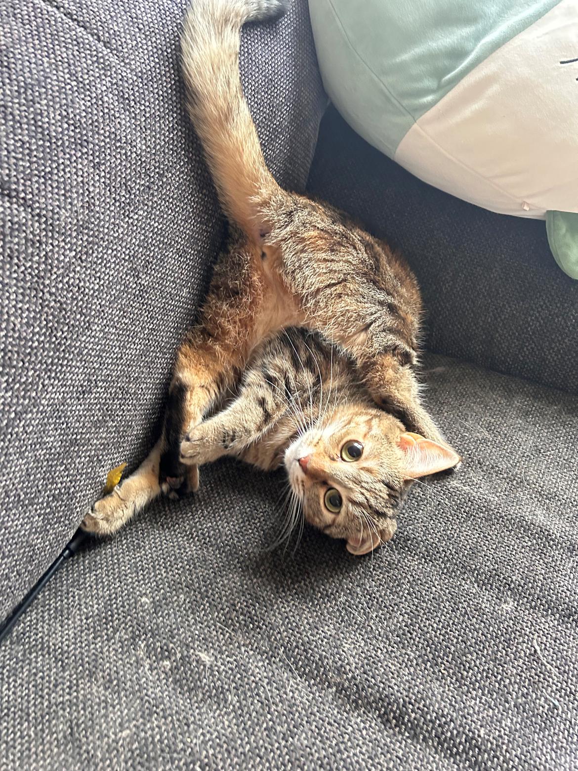 Huskat Qiqi billede 21