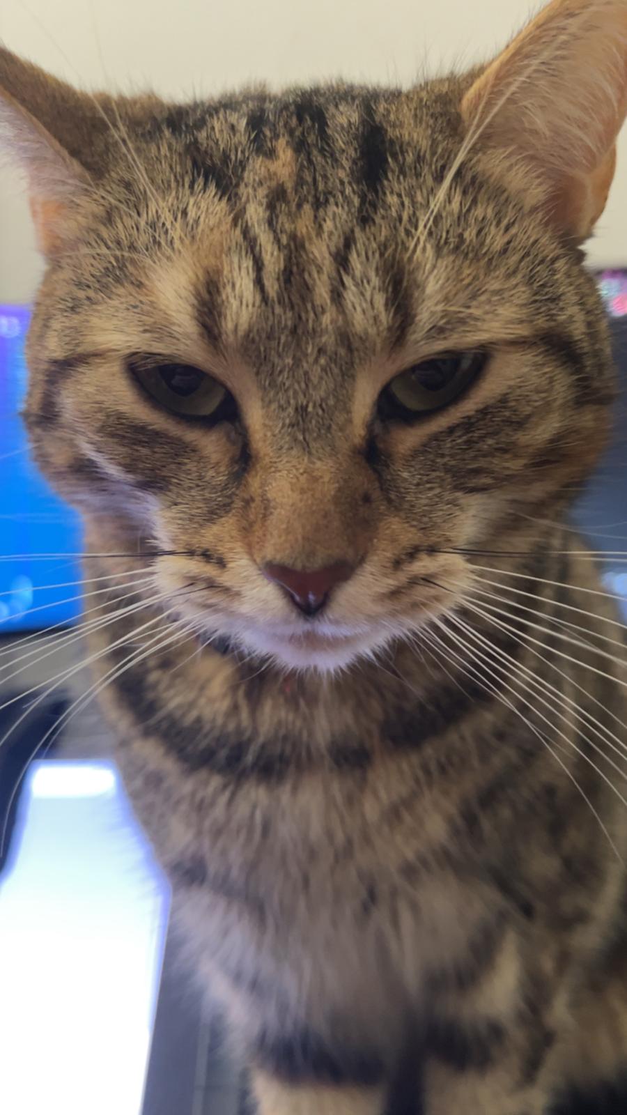 Huskat Qiqi billede 22