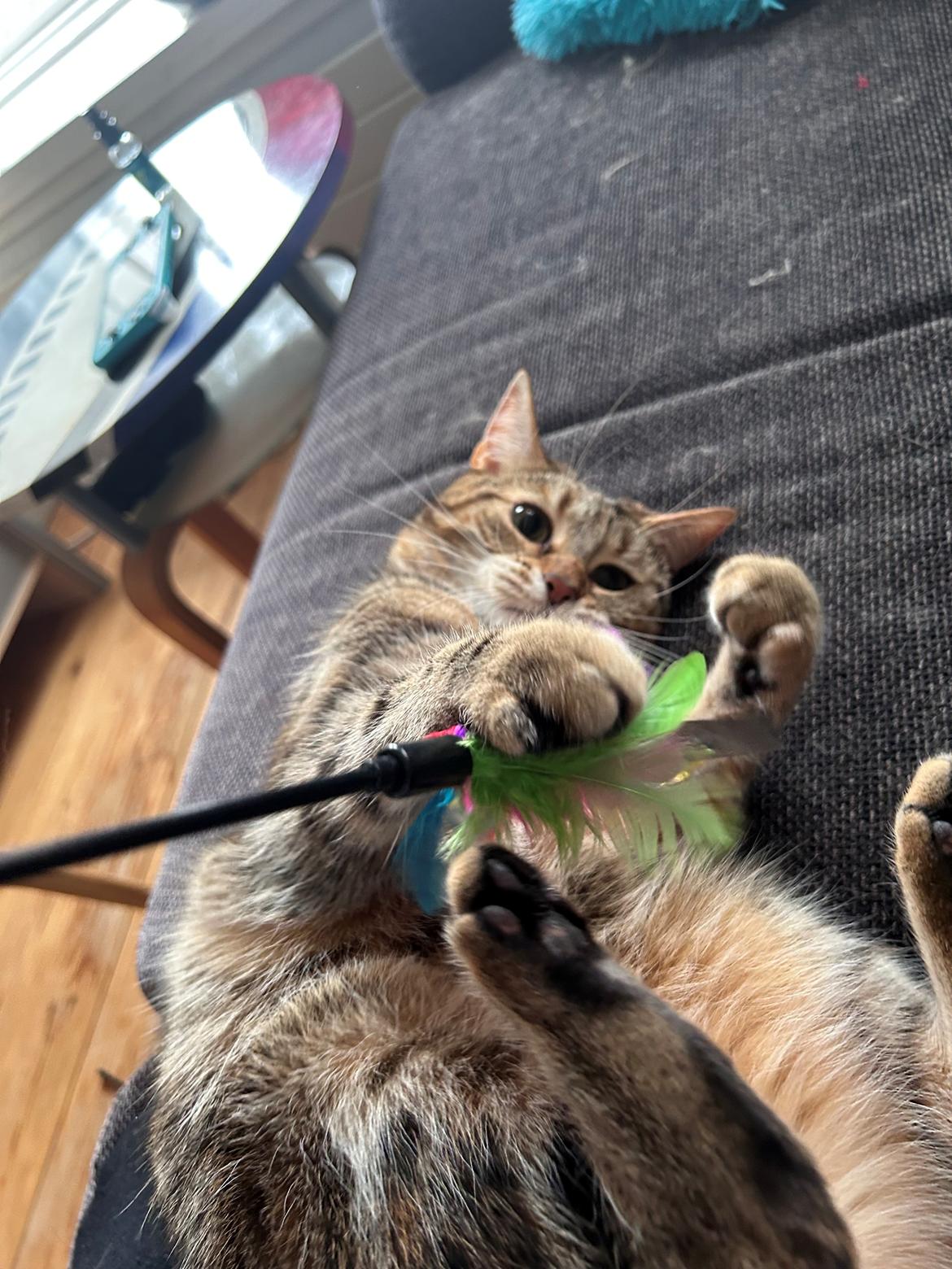 Huskat Qiqi billede 23