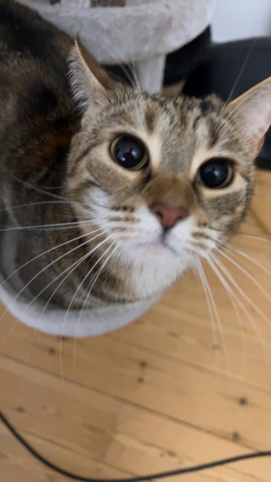 Huskat Qiqi billede 24