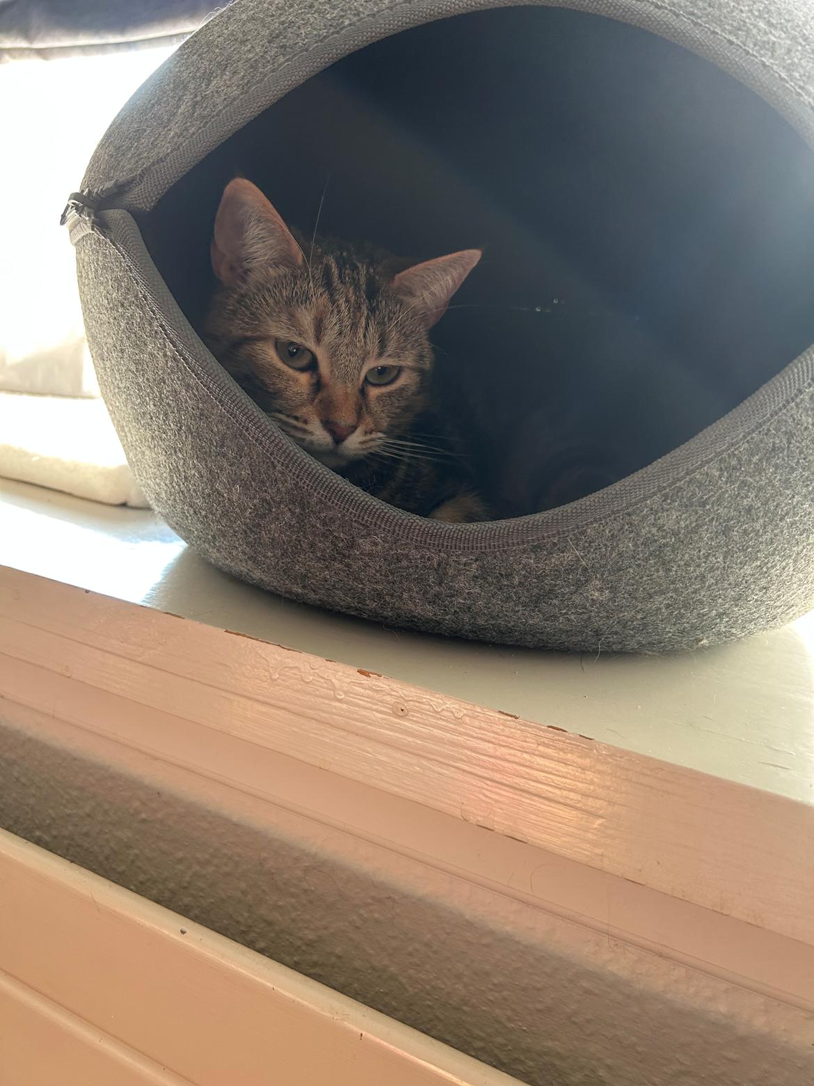 Huskat Qiqi billede 25