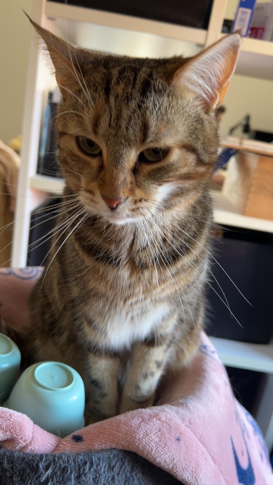 Huskat Qiqi billede 26