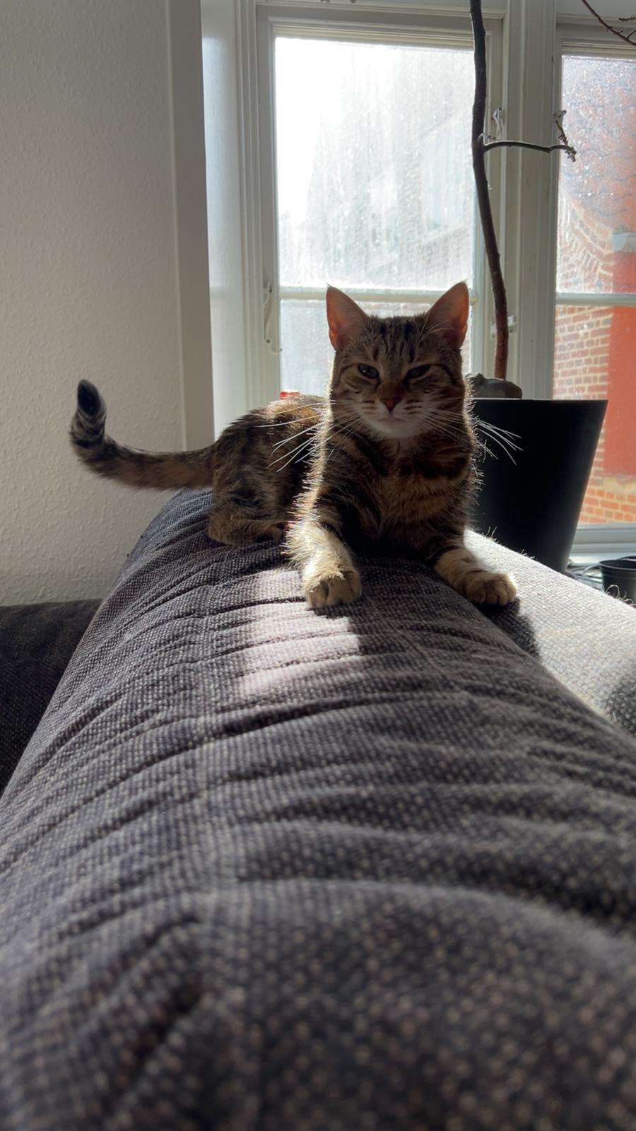 Huskat Qiqi billede 27