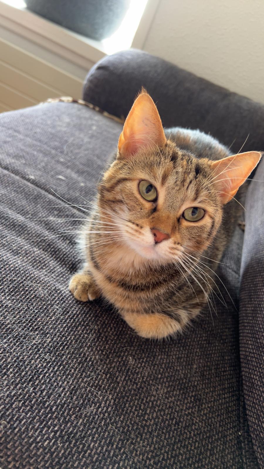 Huskat Qiqi billede 28