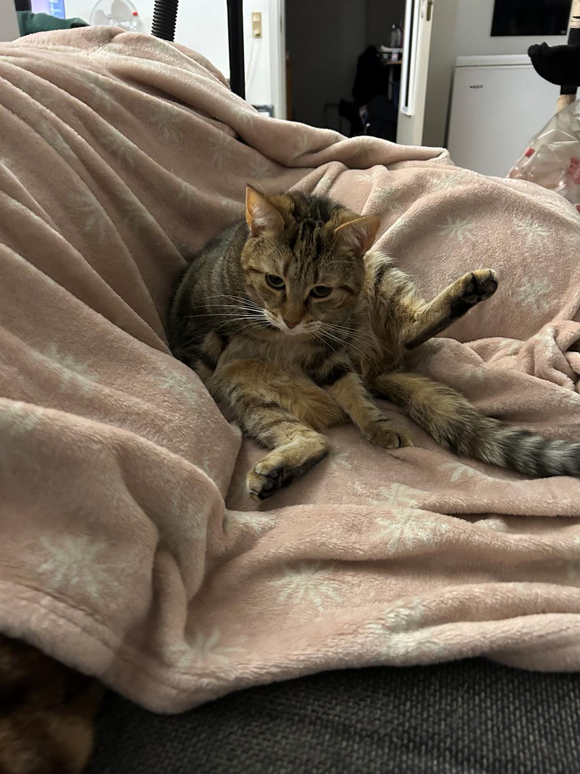 Huskat Qiqi billede 29