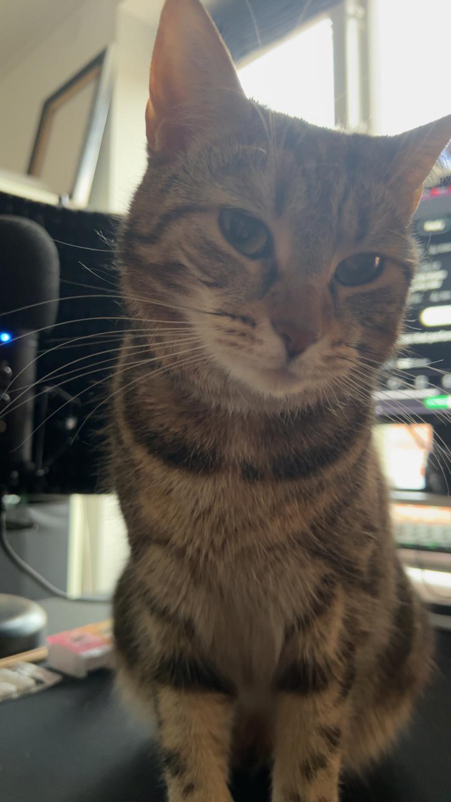 Huskat Qiqi billede 30