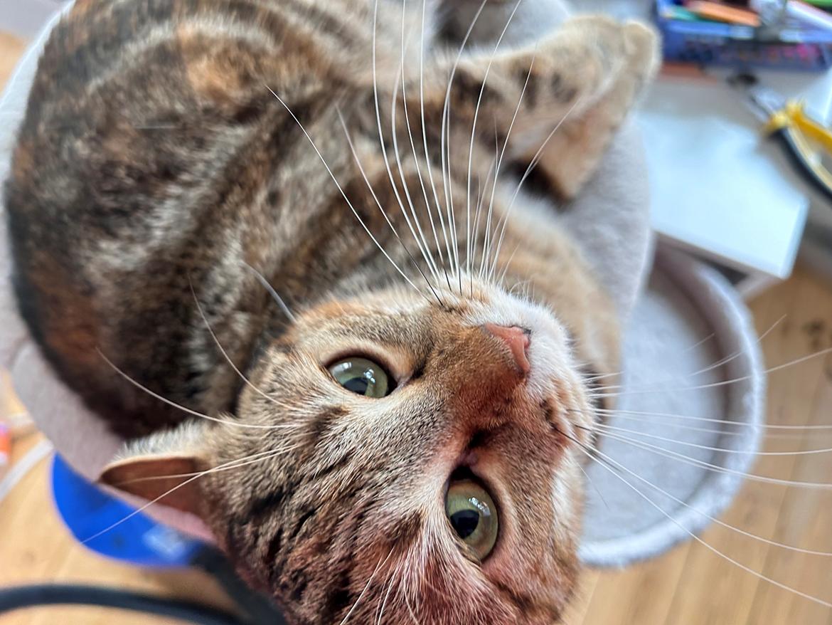 Huskat Qiqi billede 31