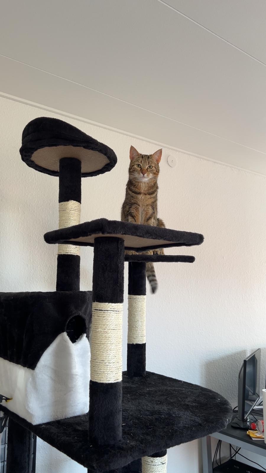 Huskat Qiqi billede 32