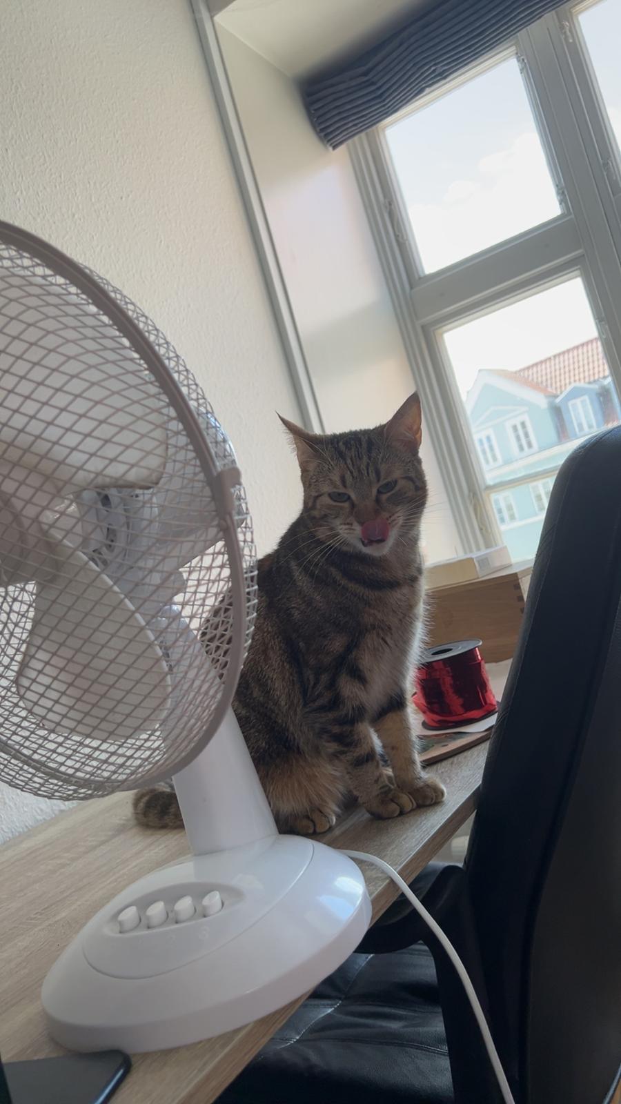 Huskat Qiqi billede 33