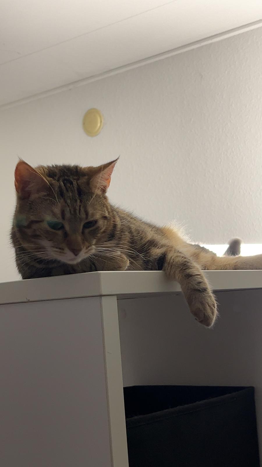 Huskat Qiqi billede 34