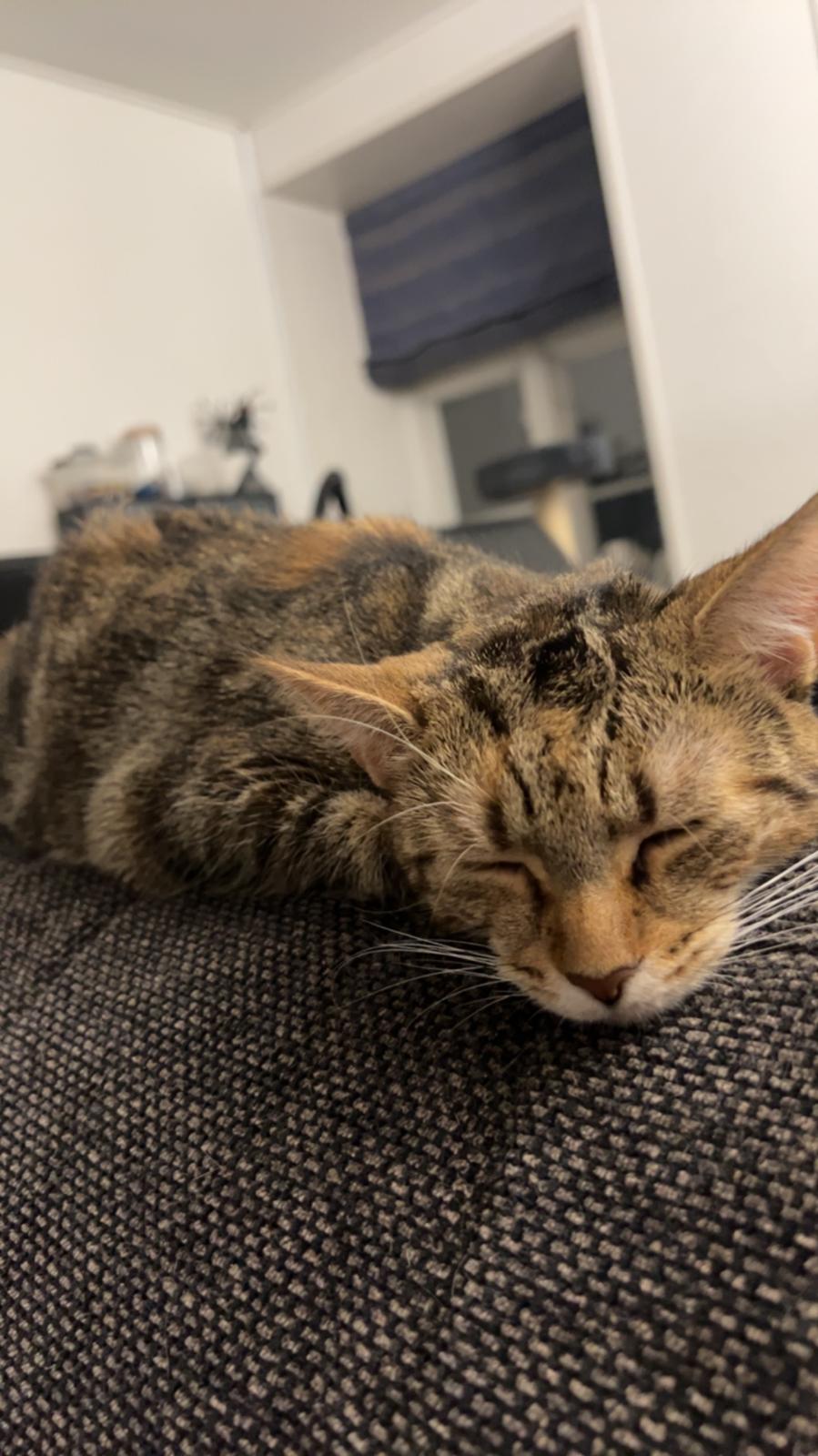 Huskat Qiqi billede 35