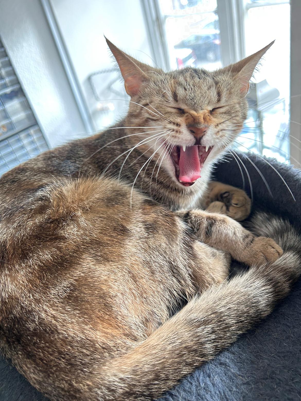 Huskat Qiqi billede 36