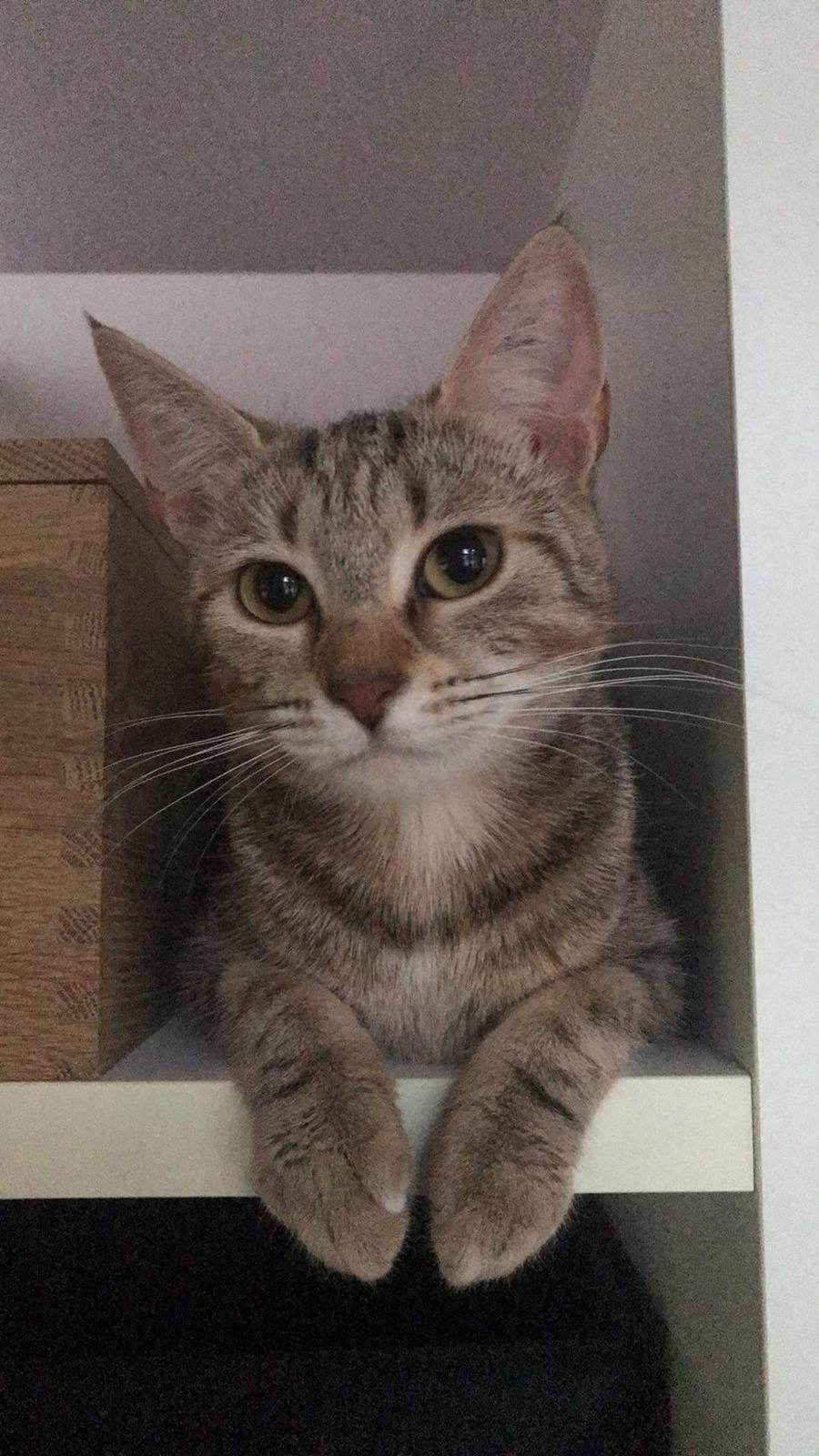 Huskat Qiqi billede 37