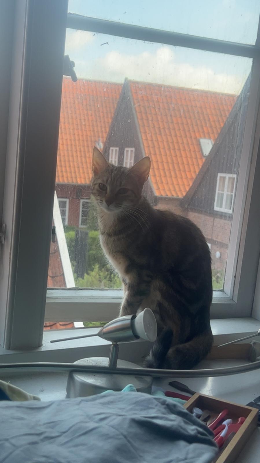 Huskat Qiqi billede 38