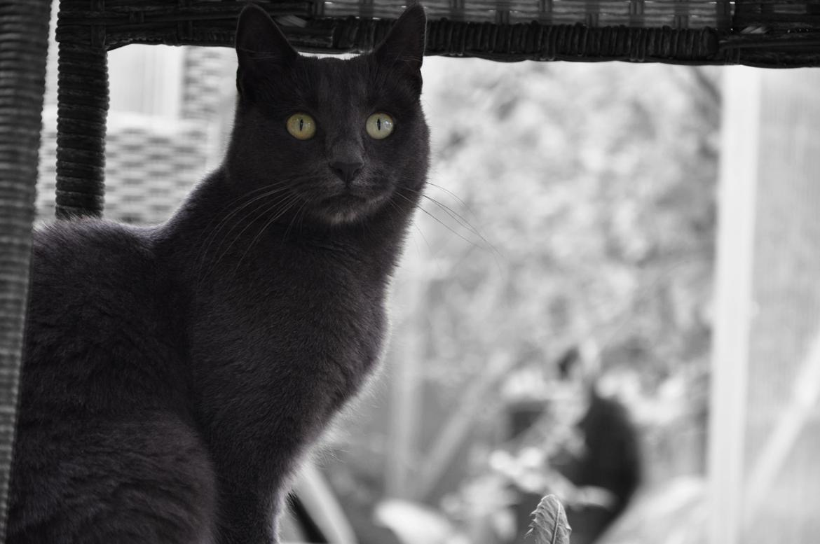 Huskat Wasabi billede 1