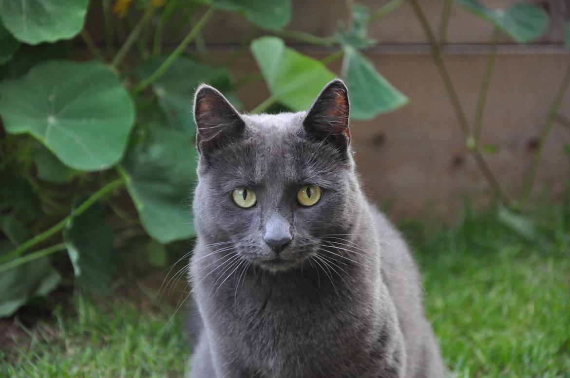 Huskat Wasabi billede 2