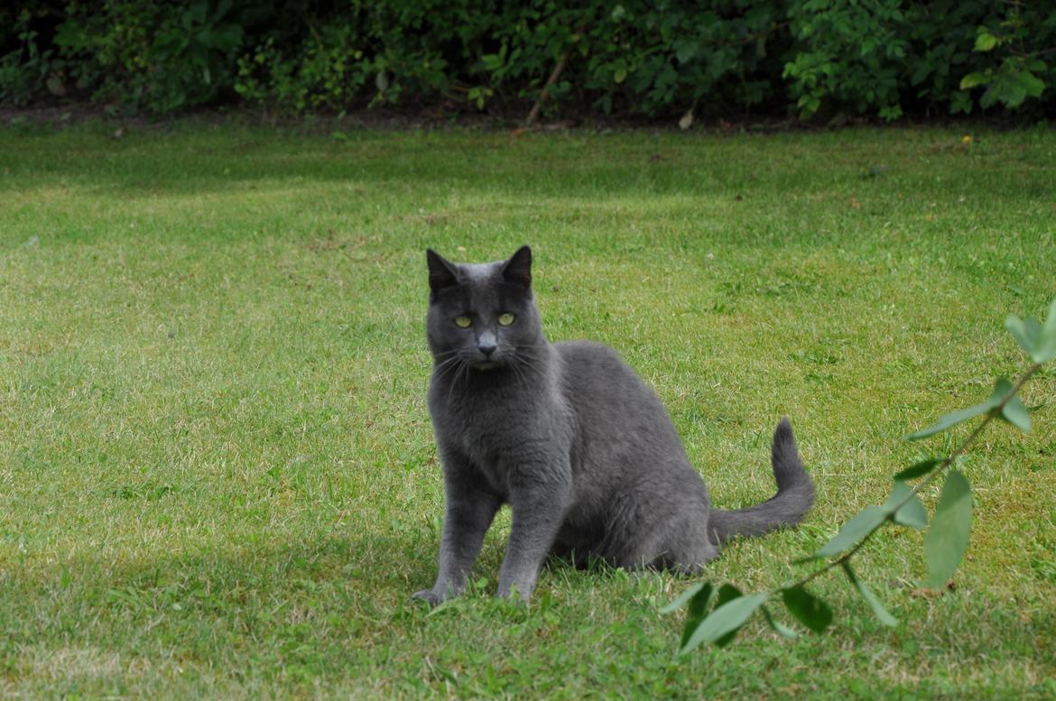 Huskat Wasabi billede 3