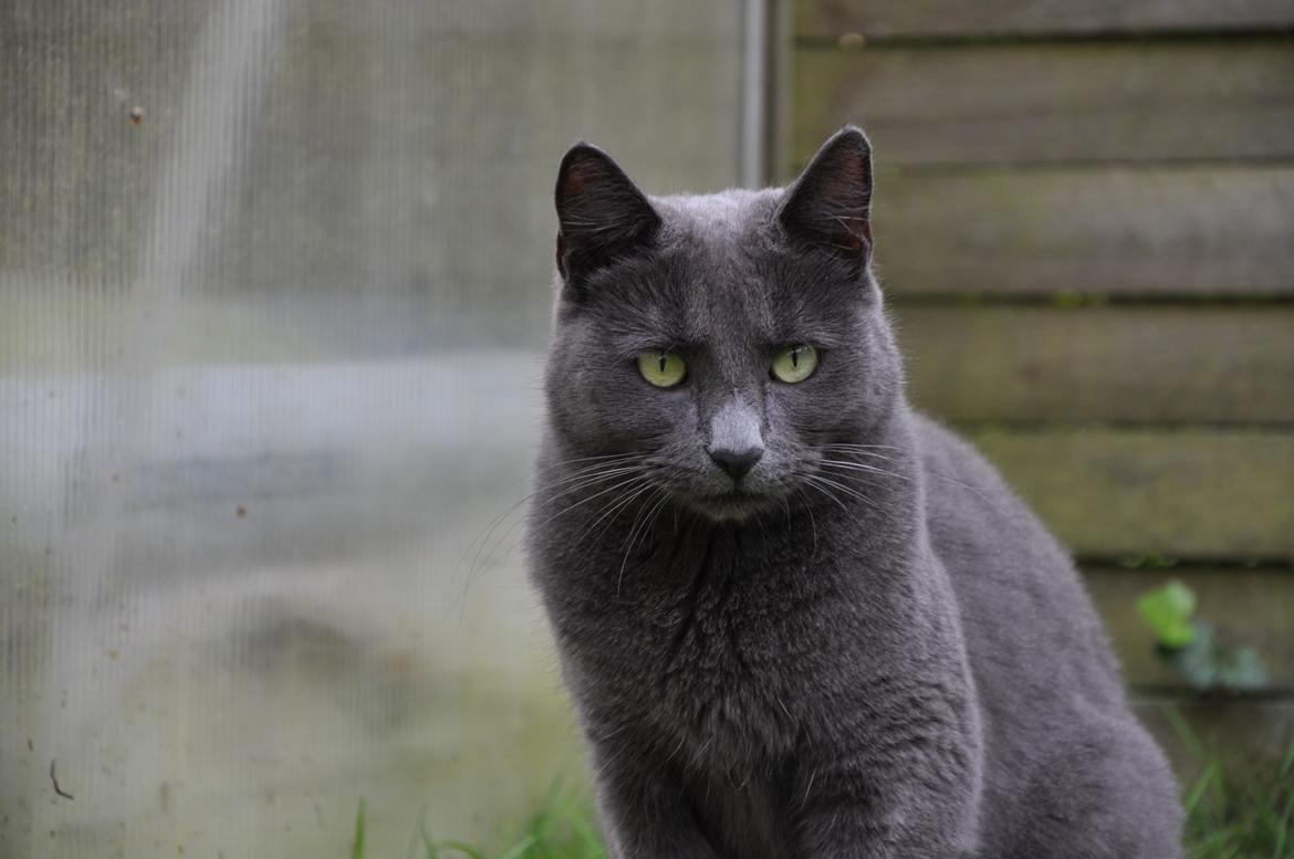 Huskat Wasabi billede 4