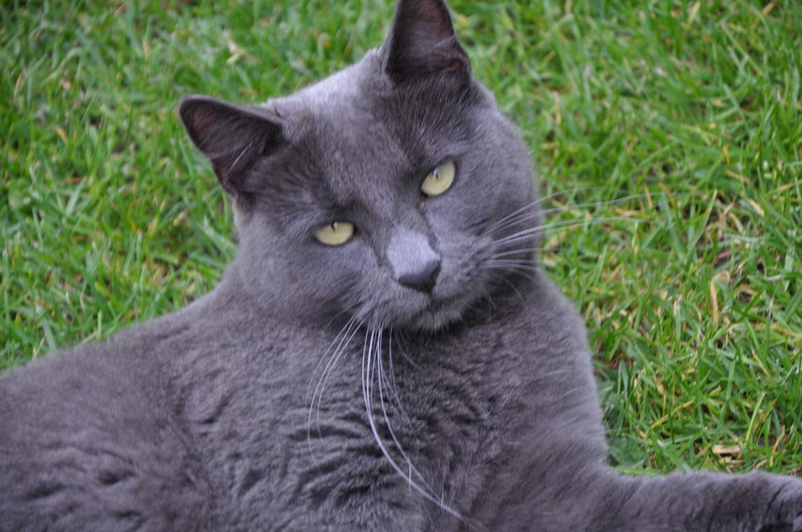 Huskat Wasabi billede 5