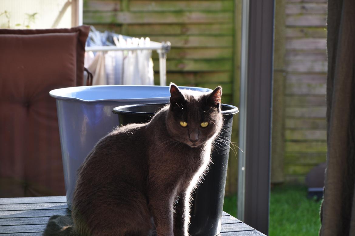 Huskat Wasabi billede 6