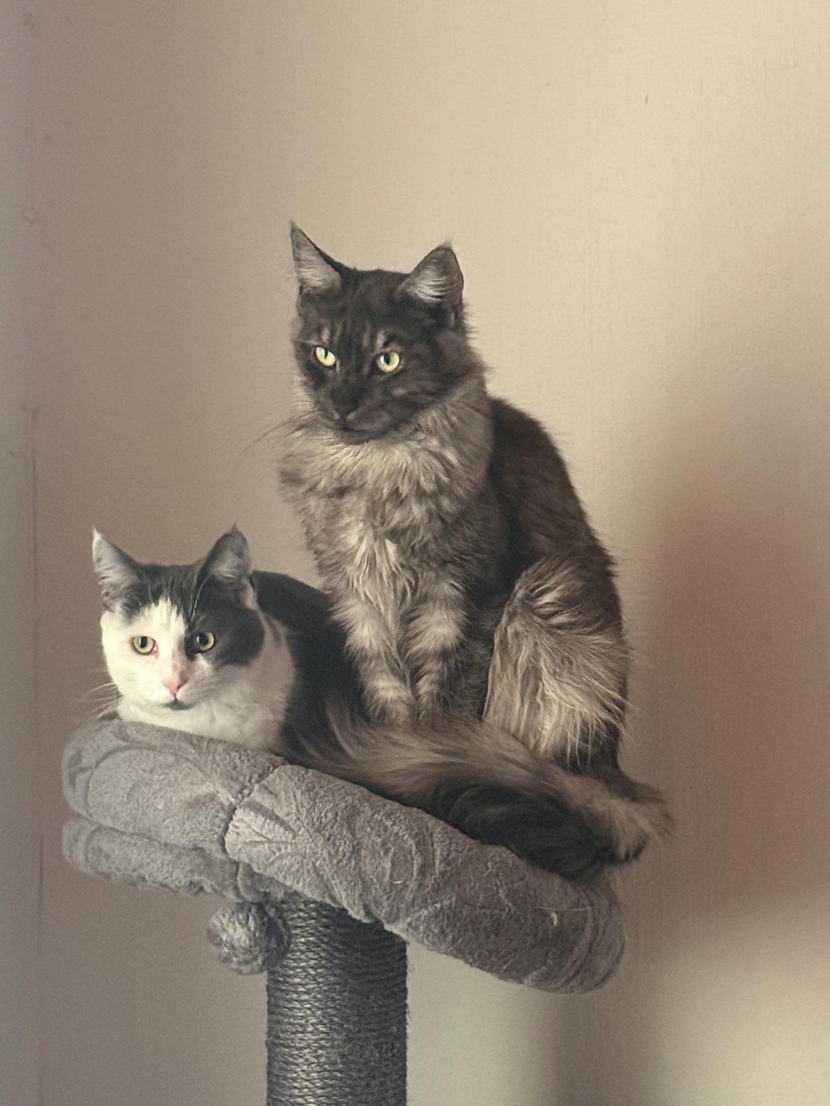 Maine Coon Sisi Aflivet d 25/8-26 billede 19