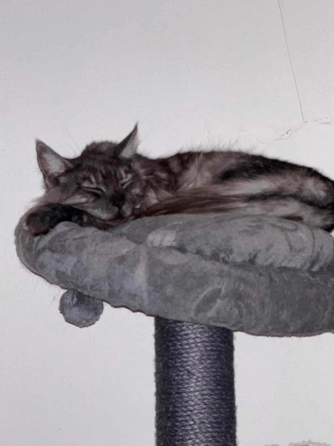 Maine Coon Sisi Aflivet d 25/8-26 billede 20