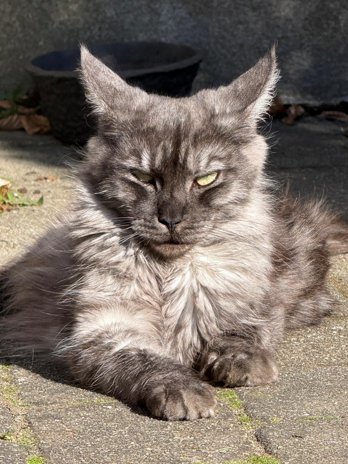 Maine Coon Sisi Aflivet d 25/8-26 billede 21