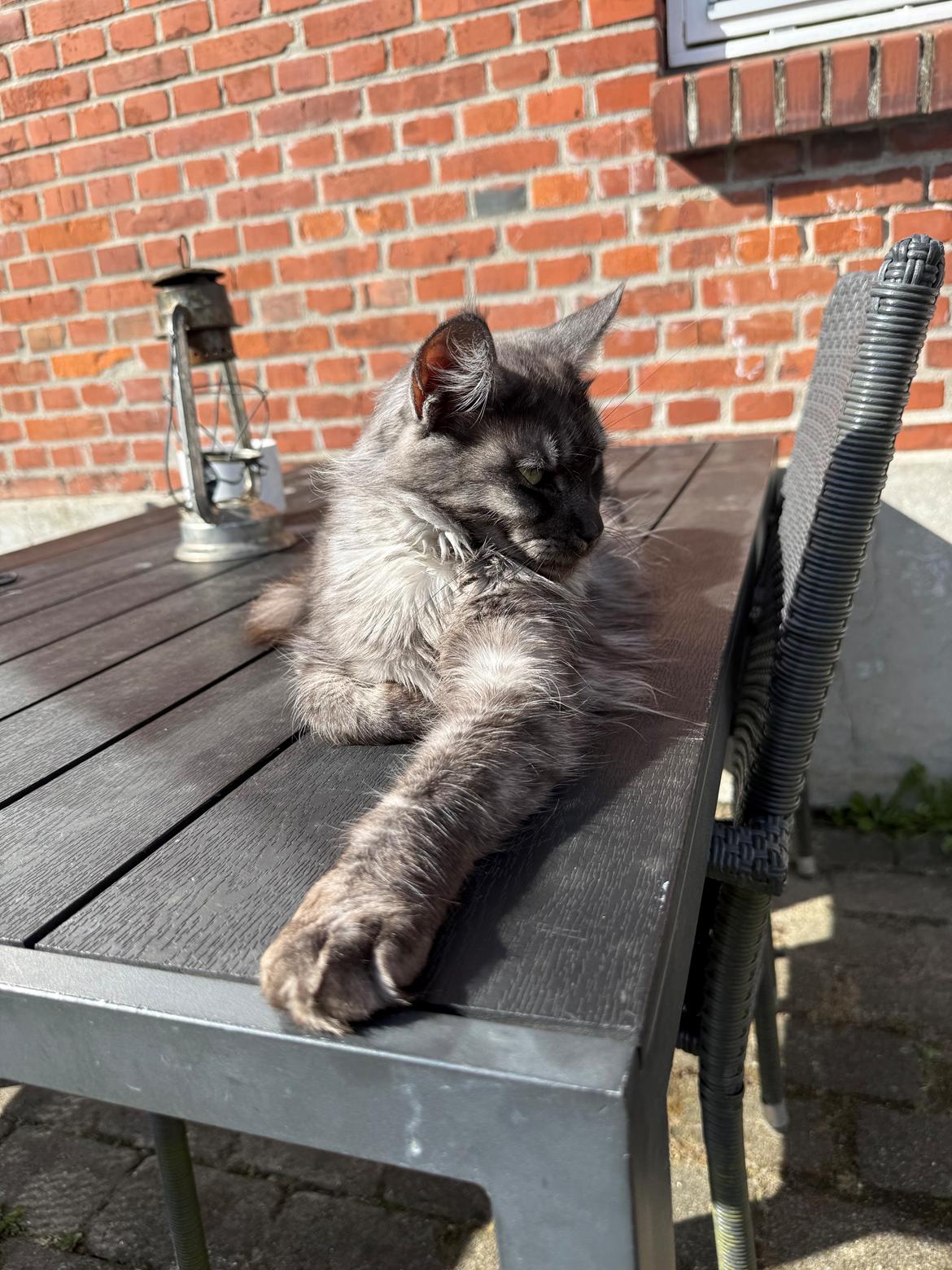 Maine Coon Sisi Aflivet d 25/8-26 billede 22