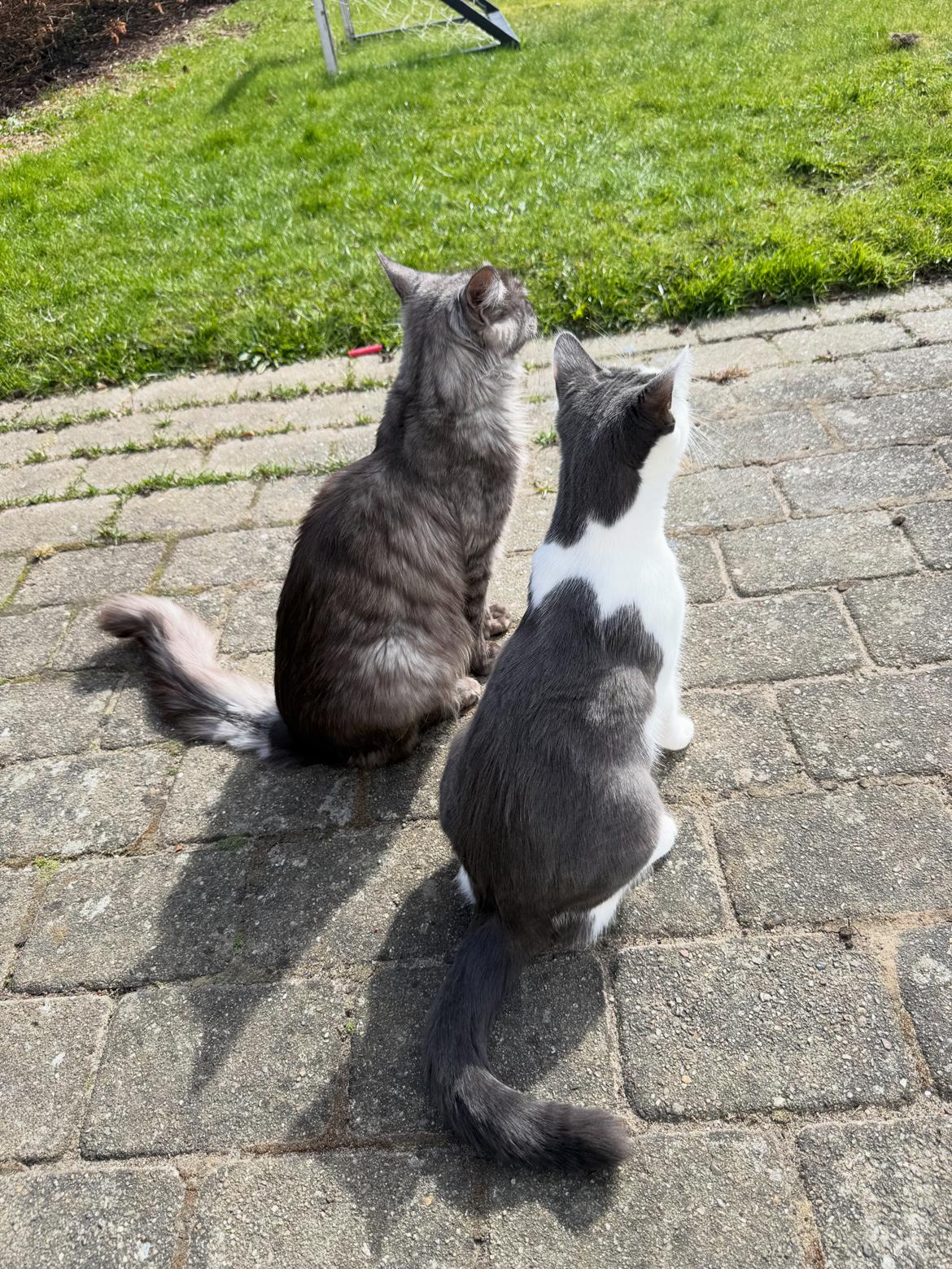 Maine Coon Sisi Aflivet d 25/8-26 billede 23