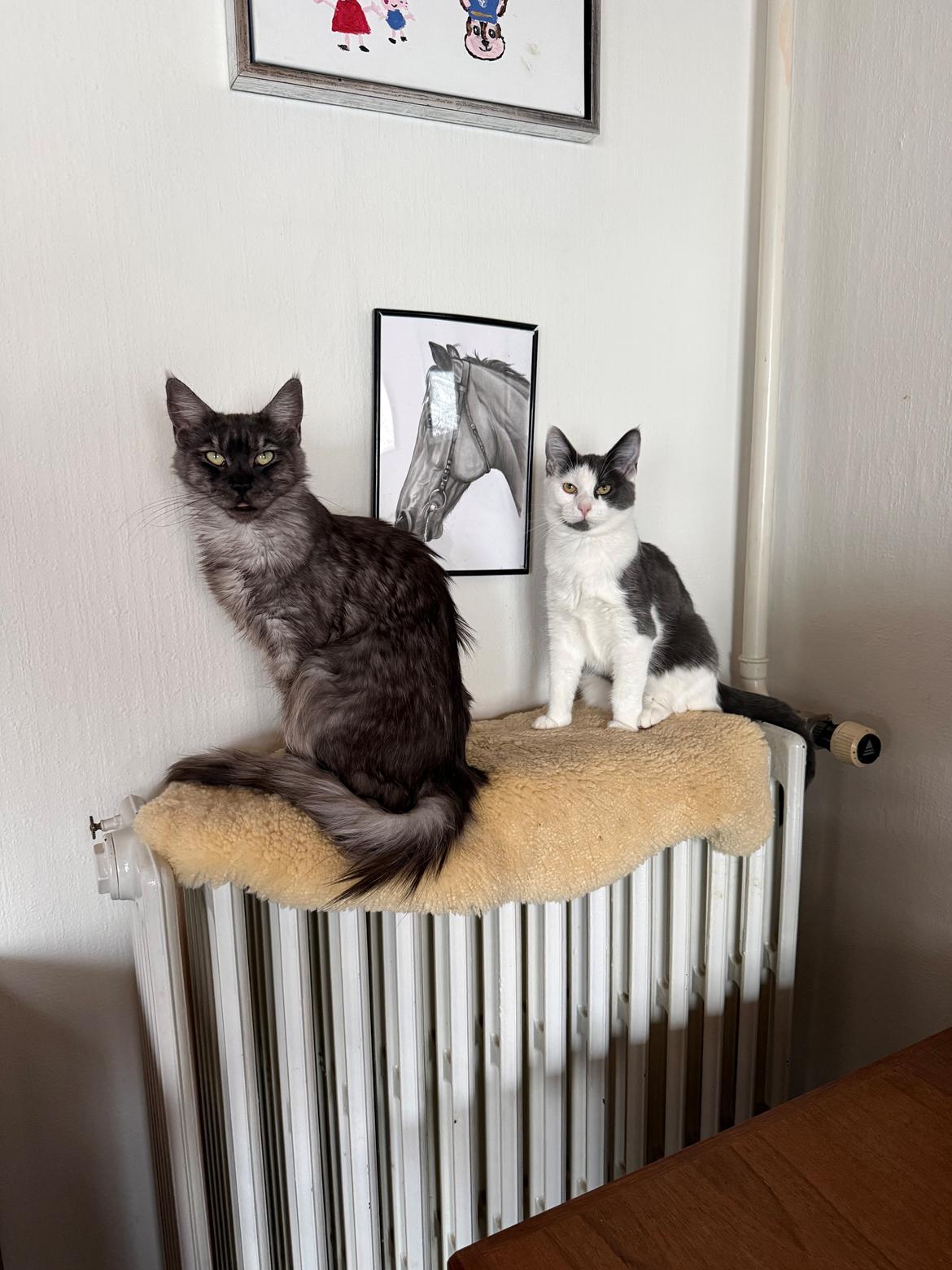 Maine Coon Sisi Aflivet d 25/8-26 billede 24