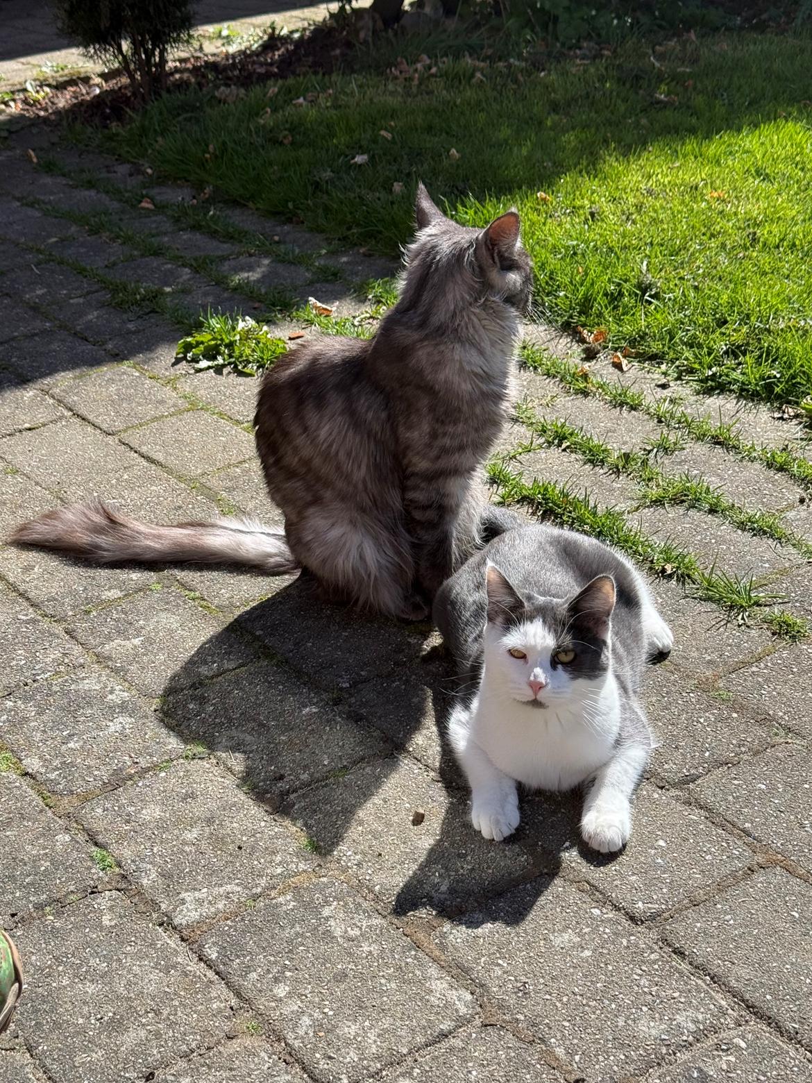 Huskat Nala billede 18