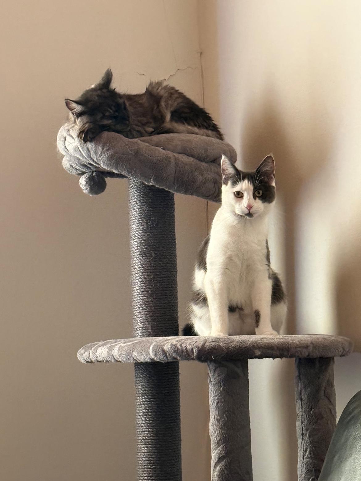 Huskat Nala billede 19