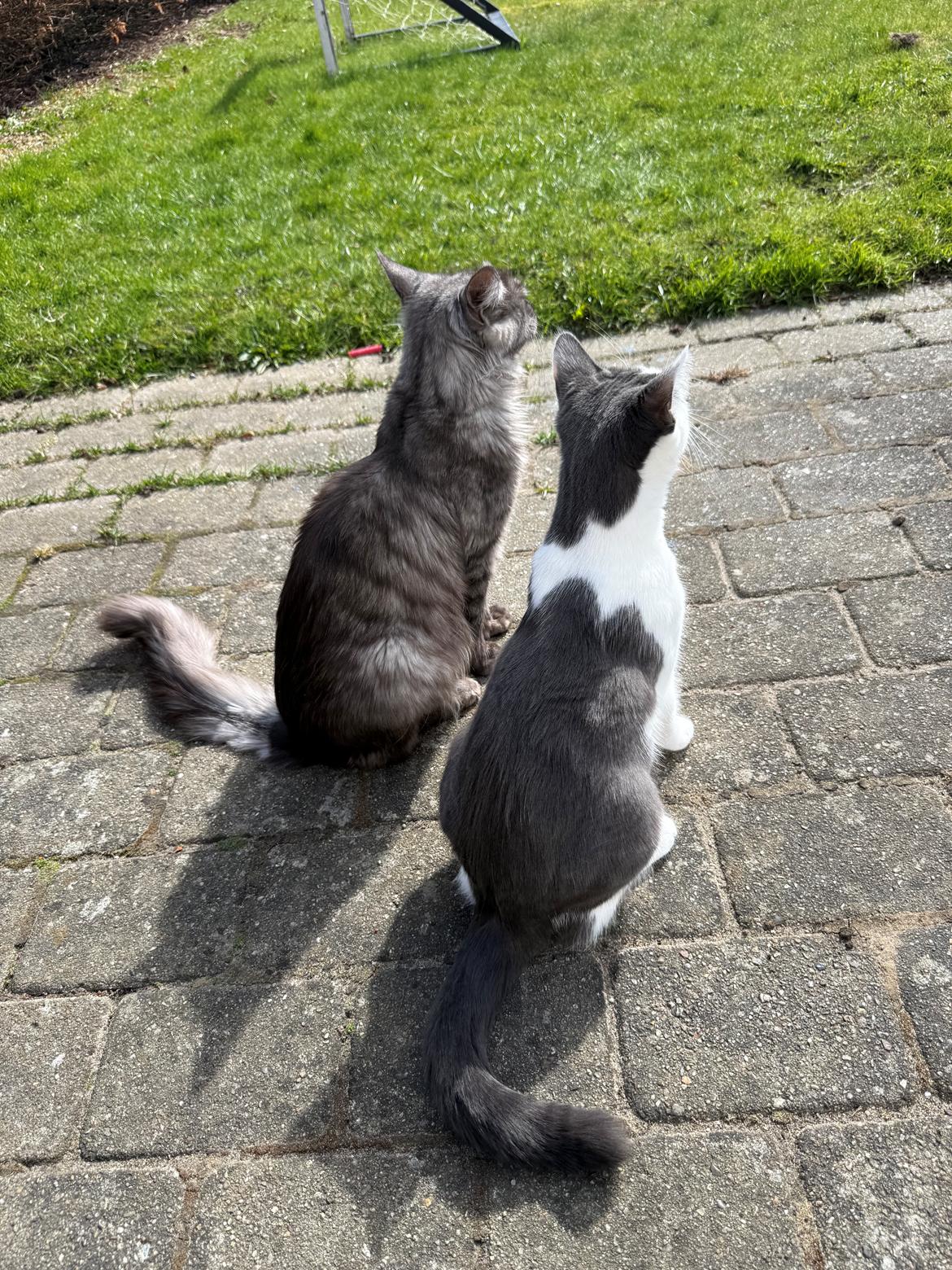 Huskat Nala billede 20