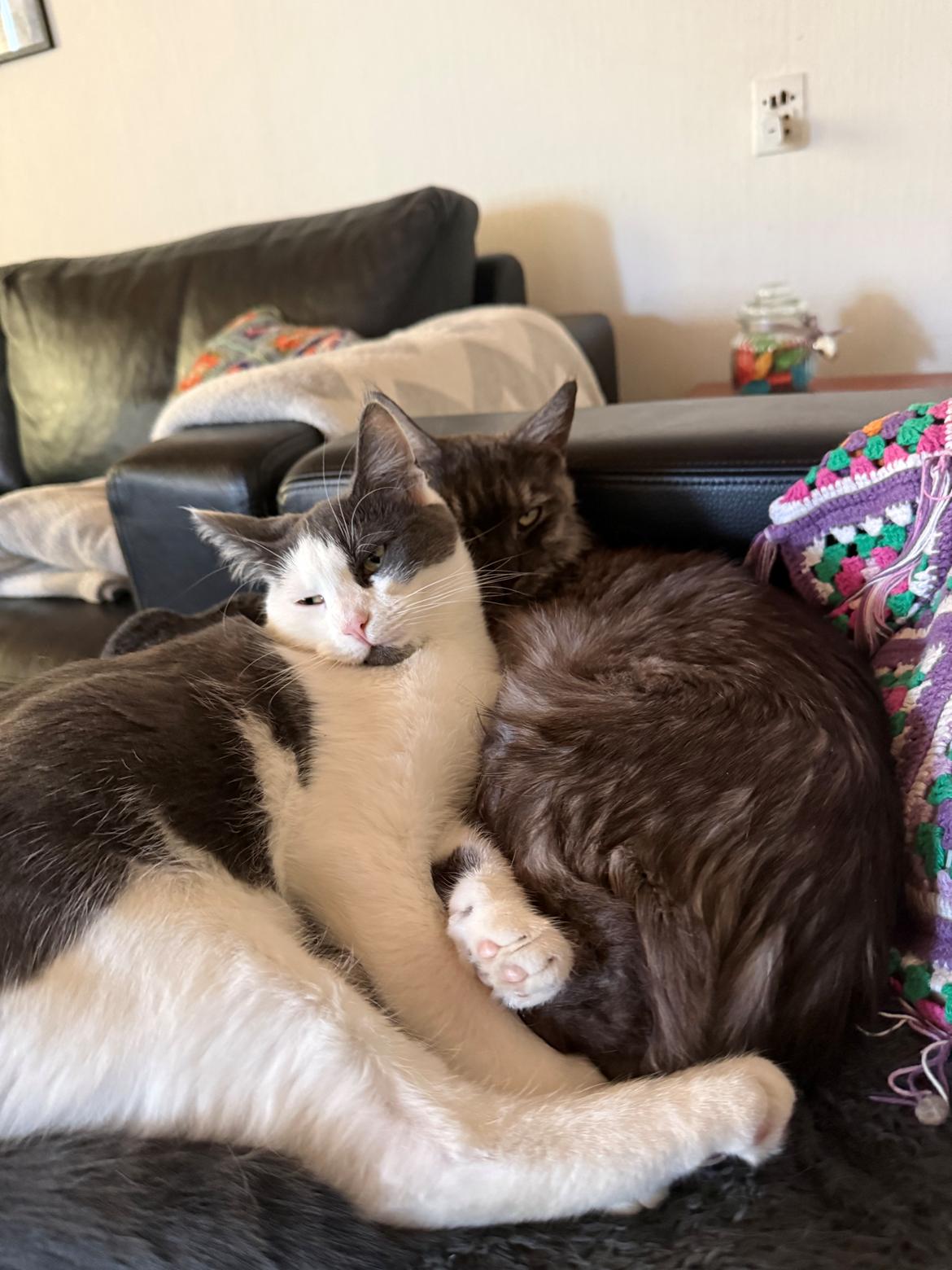 Huskat Nala billede 22