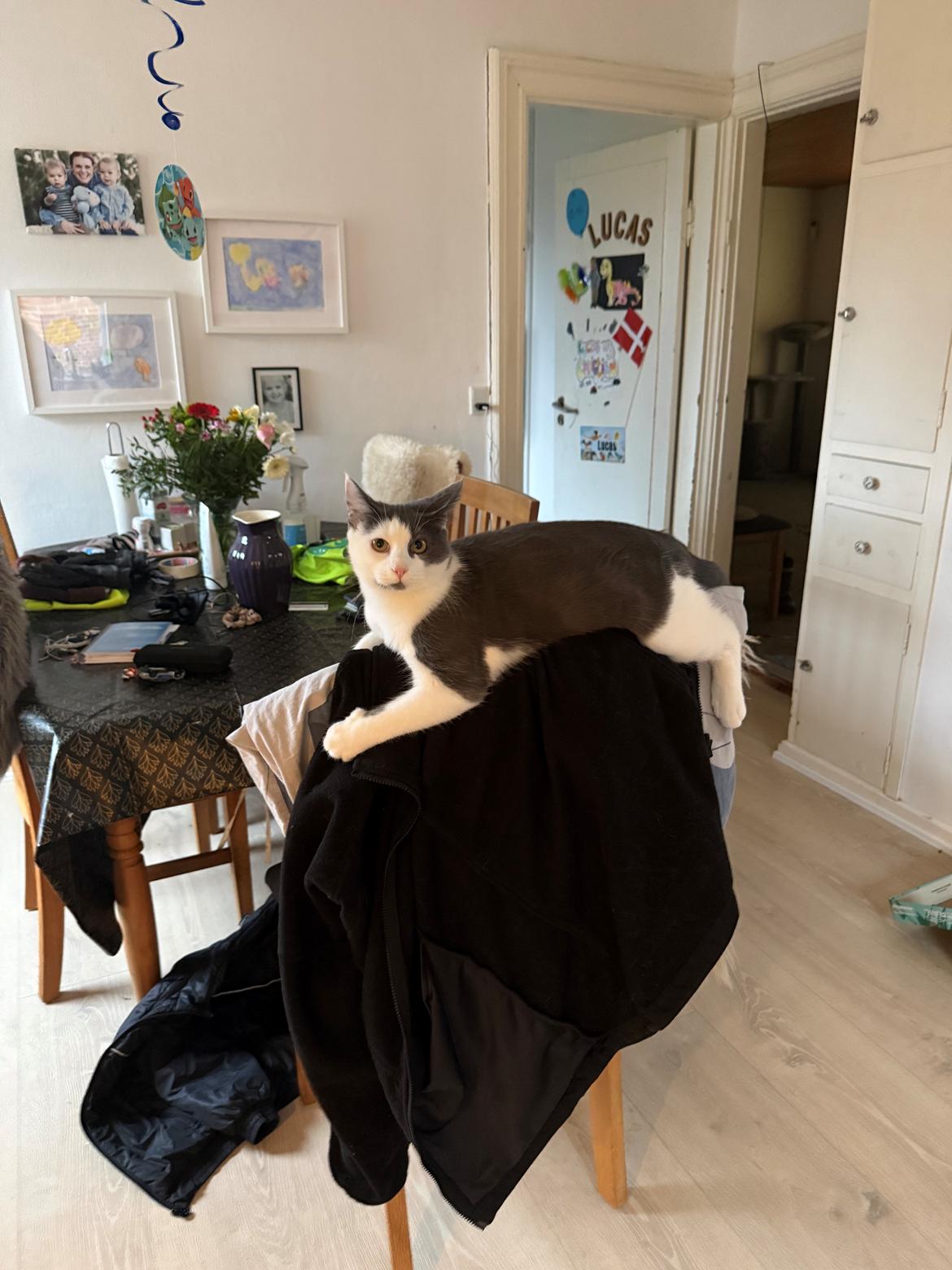 Huskat Nala billede 23