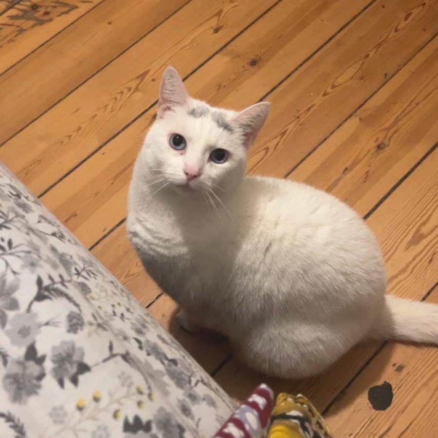 Huskat Findus billede 2
