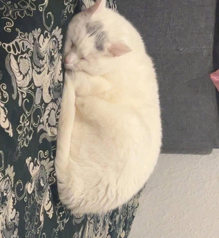 Huskat Findus billede 1