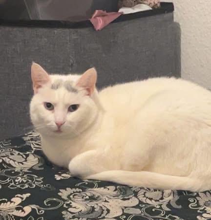 Huskat Findus billede 3