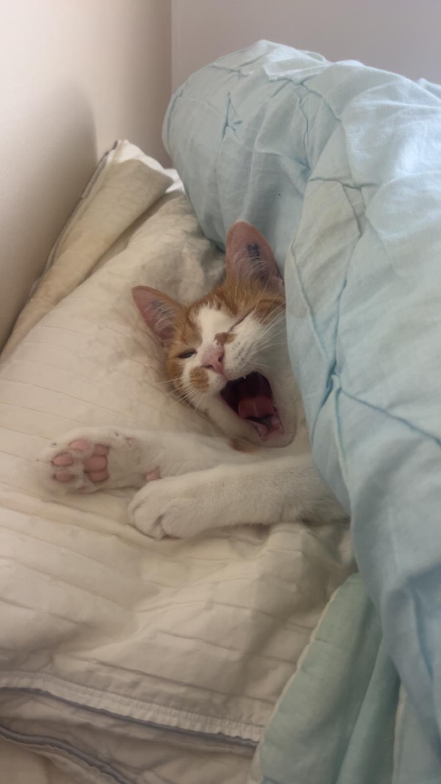 Huskat Pippi billede 5