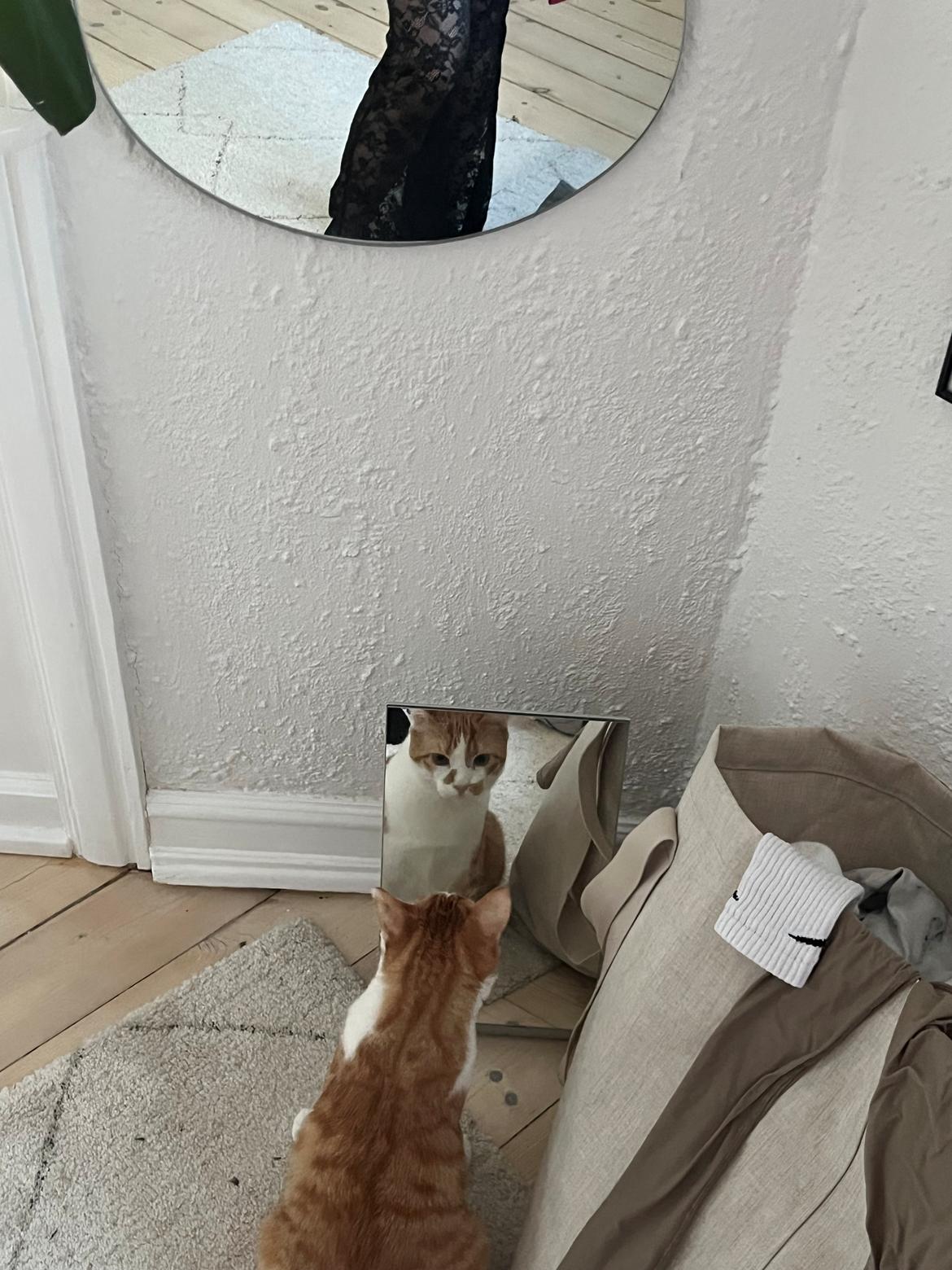 Huskat Pippi - Så min mor kig sig i et tingest, hvor hun så sig selv. Var interesseret, så hun skaffede mig også et til mig på gulvet. Girl, elsker det!  billede 6