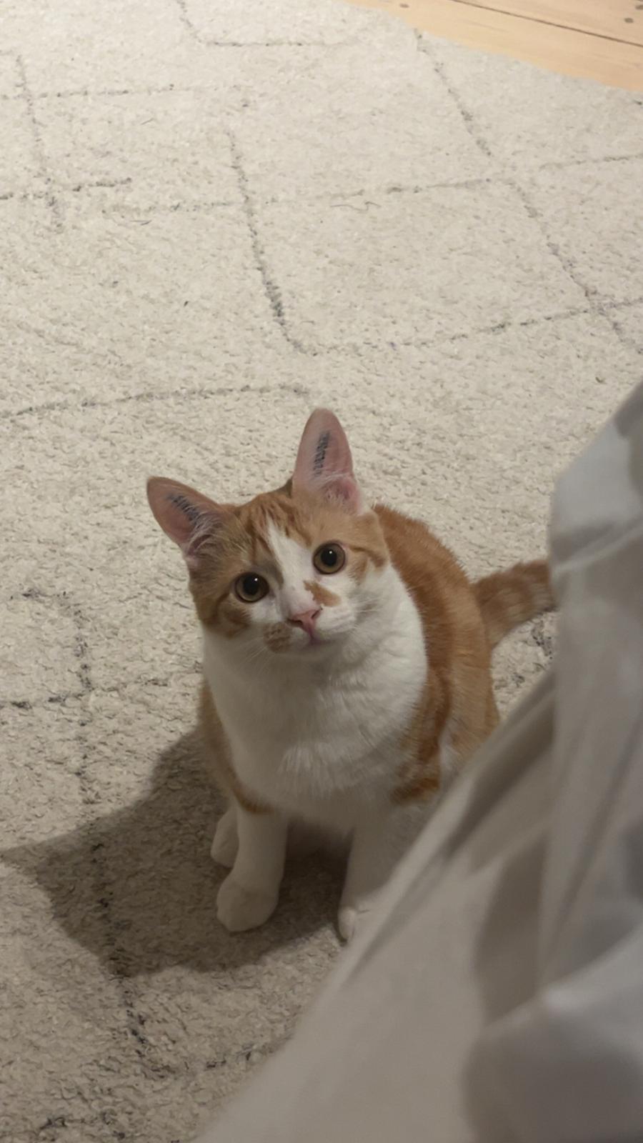 Huskat Pippi billede 8