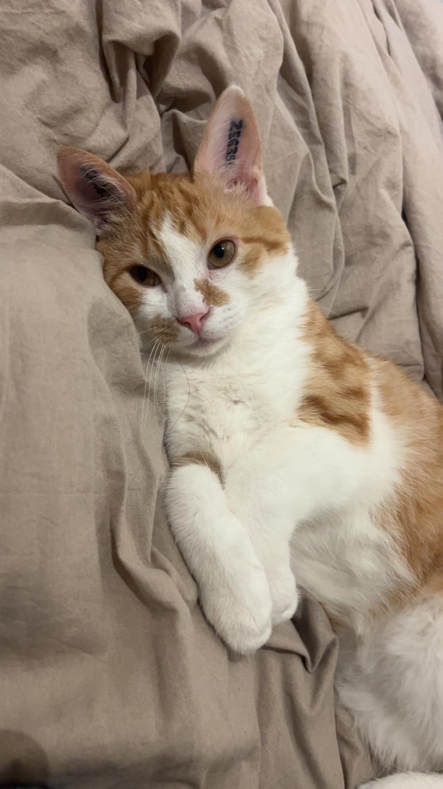 Huskat Pippi billede 11
