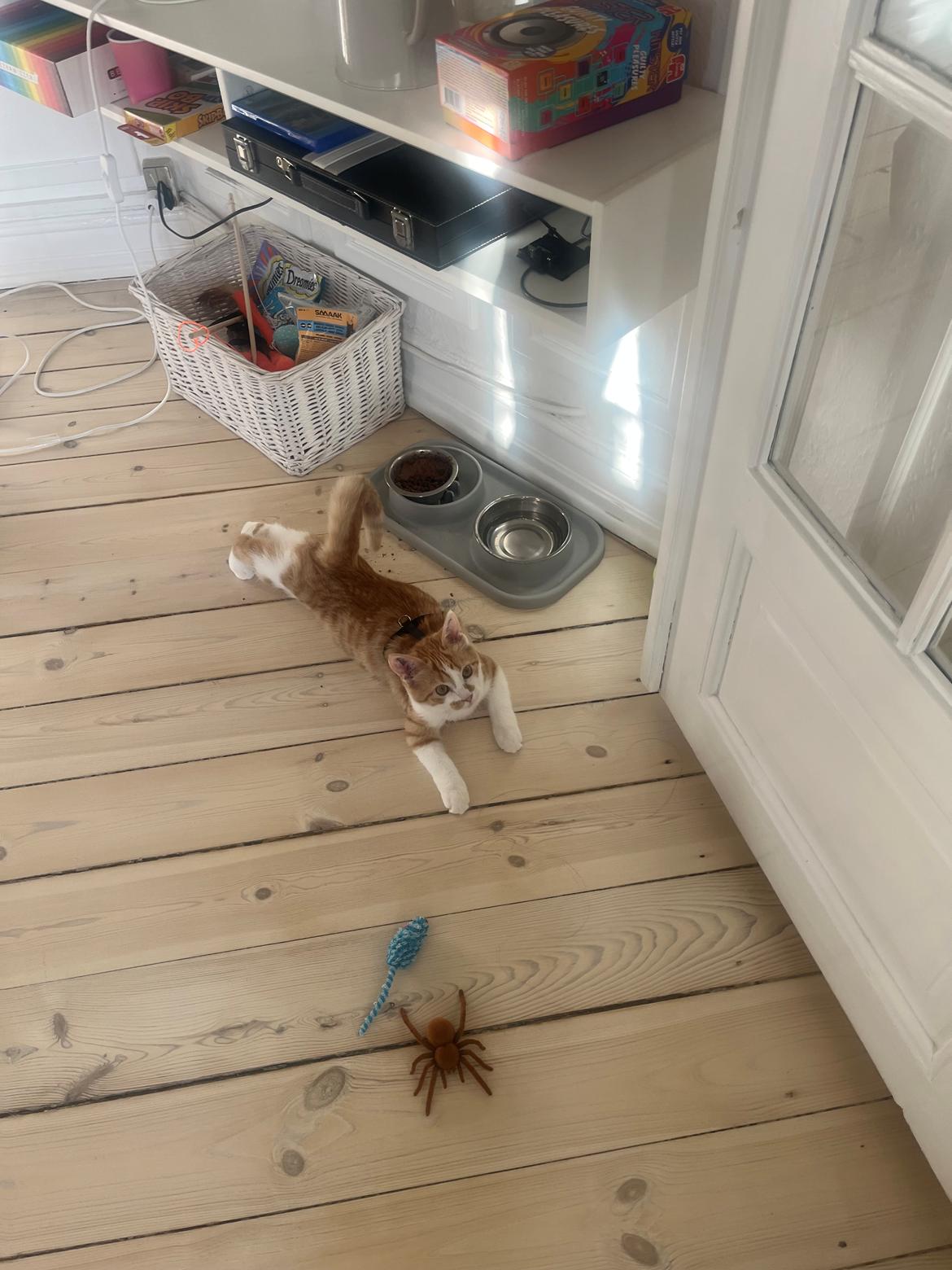 Huskat Pippi billede 12