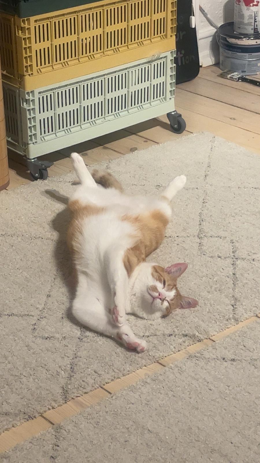 Huskat Pippi - I min rette vinkel billede 4