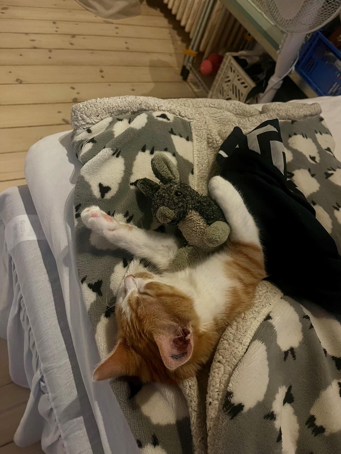 Huskat Pippi billede 21