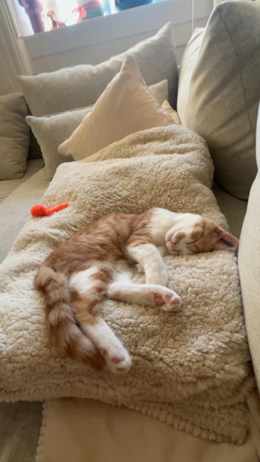 Huskat Pippi billede 10