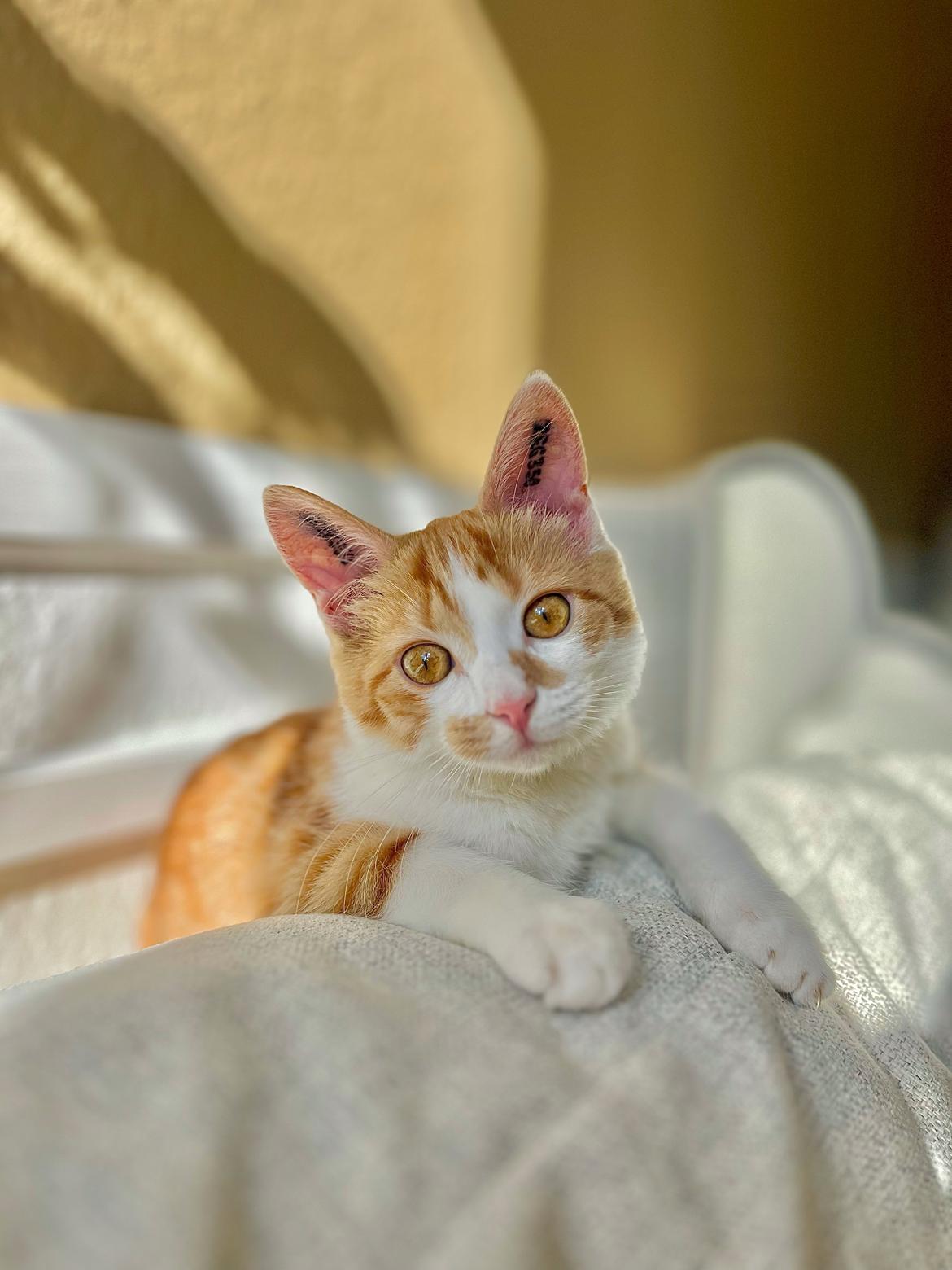 Huskat Pippi billede 1