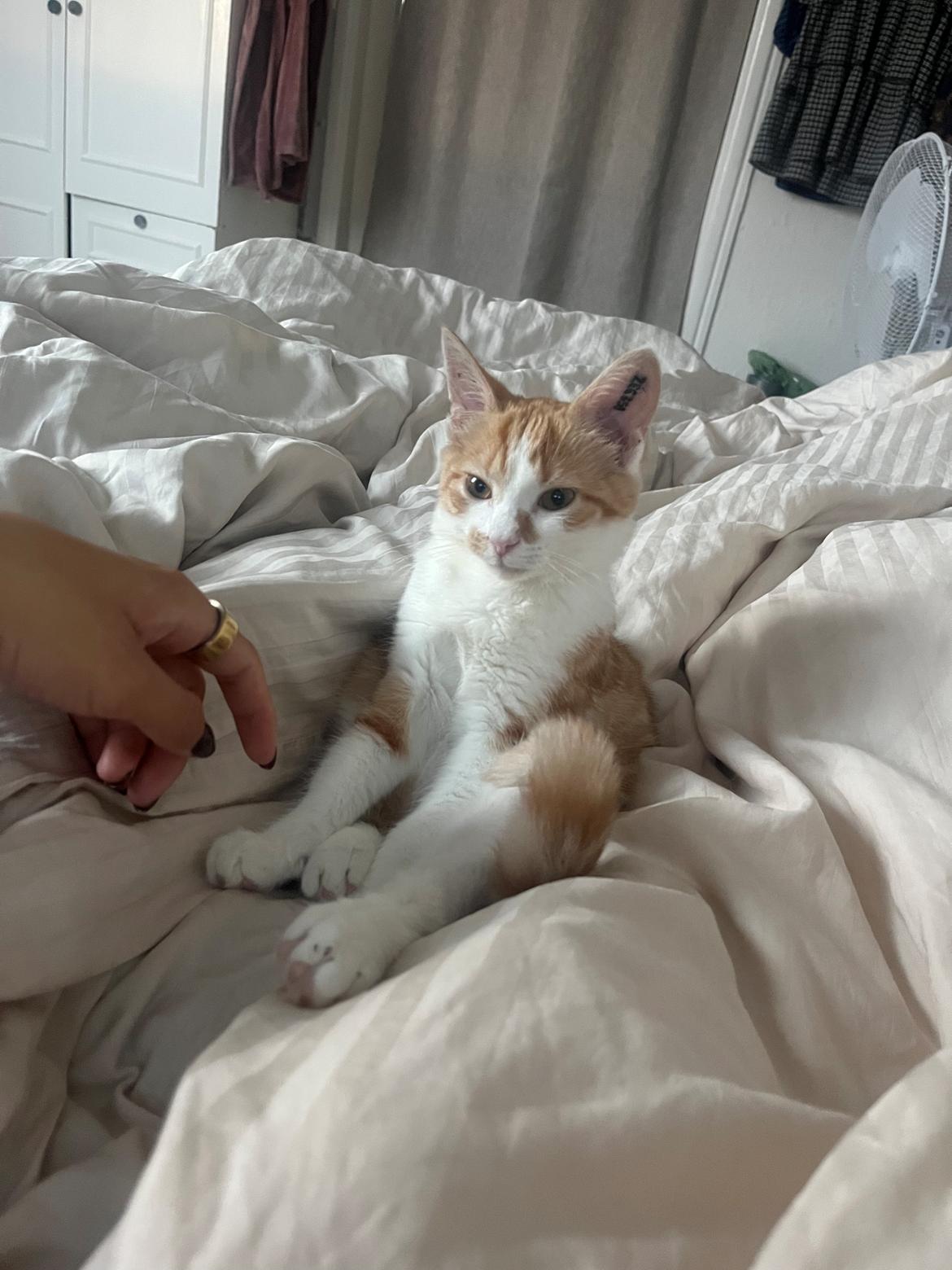 Huskat Pippi - Se lige, hvor sød og lille jeg var en gang billede 22