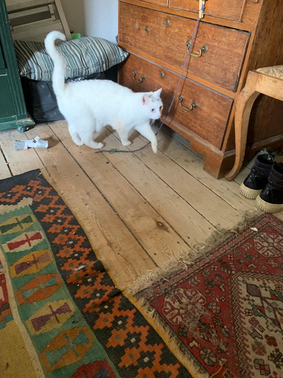 Huskat Findus billede 6